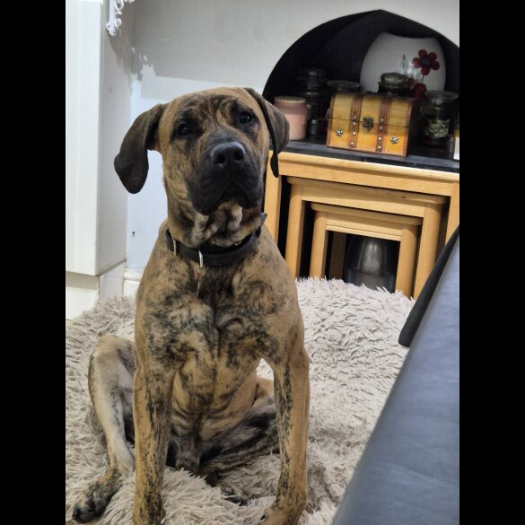 Mixed Breed - Both