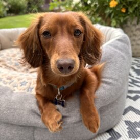 Dachshund (Miniature Long Haired)