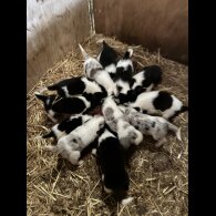Border Collie - Both