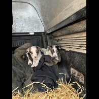 Border Collie - Both