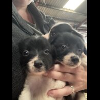 Border Collie - Both