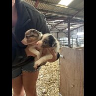 Border Collie - Both