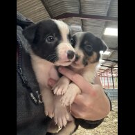 Border Collie - Both