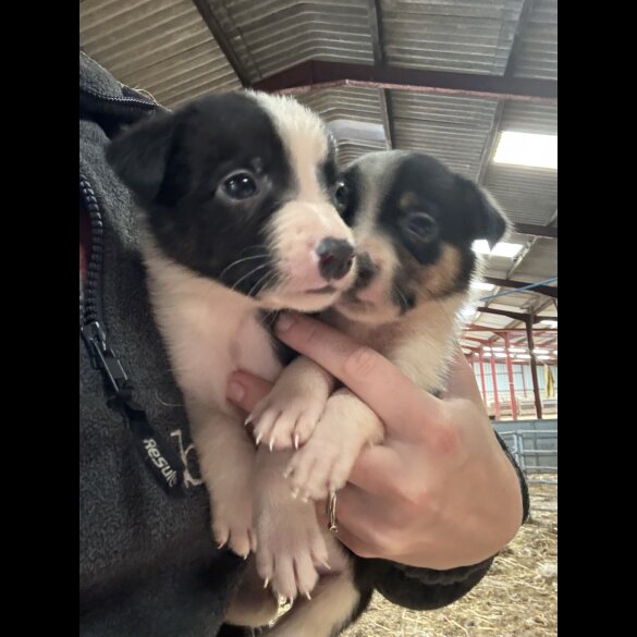 Border Collie - Both
