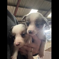 Border Collie - Both