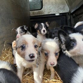Border Collie - Both