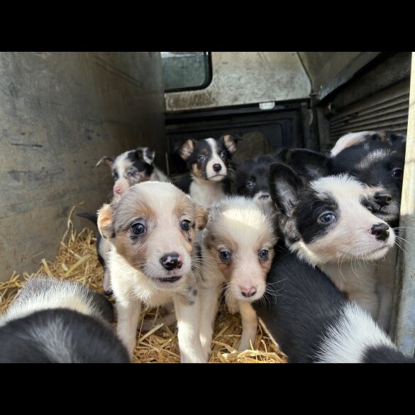 Border Collie - Both