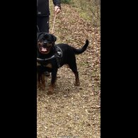 Rottweiler - Both