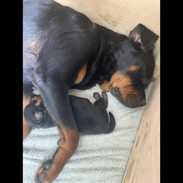 Rottweiler - Both