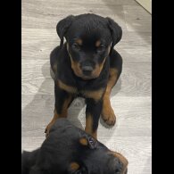Rottweiler - Both