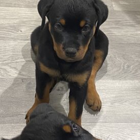 Rottweiler - Both