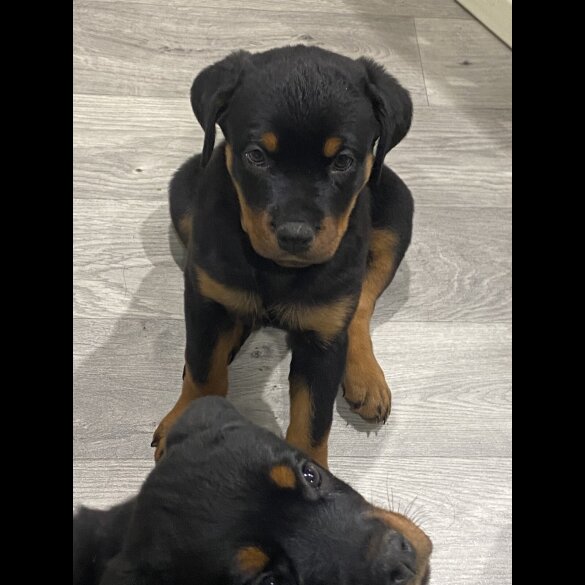Rottweiler - Both