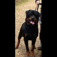 Rottweiler - Both