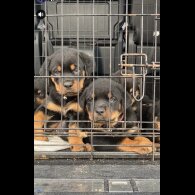Rottweiler - Both