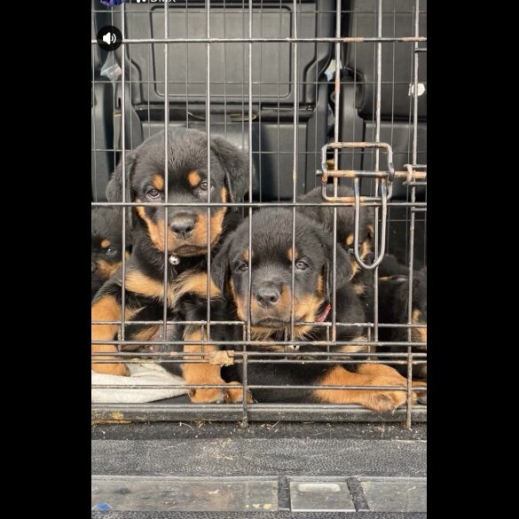 Rottweiler - Both