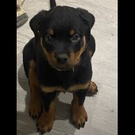 Rottweiler - Both