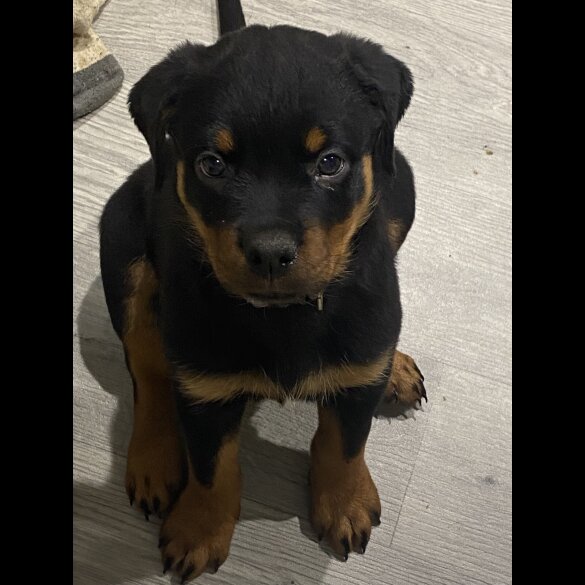 Rottweiler - Both