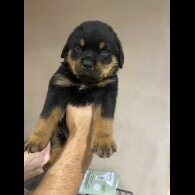 Rottweiler - Both