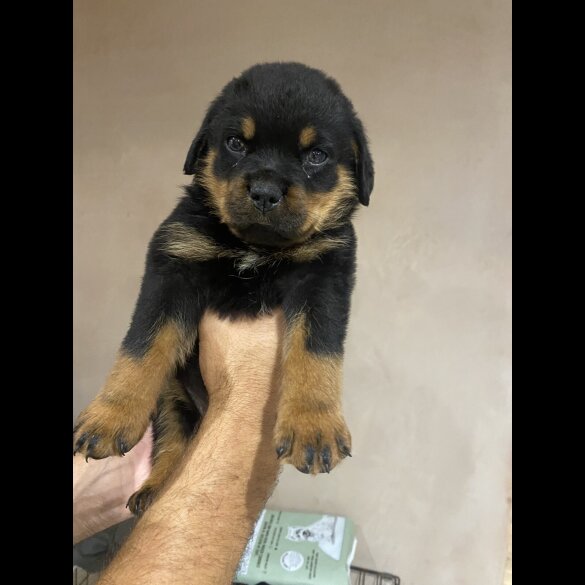 Rottweiler - Both