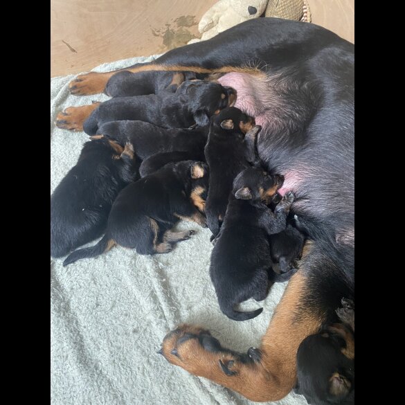 Rottweiler - Both