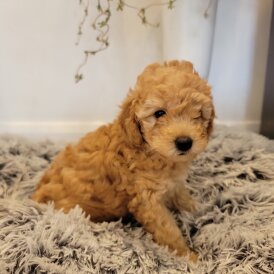 Maltipoo - Both