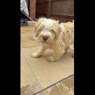 Tibetan Terrier - Bitches