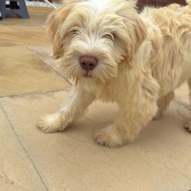 Tibetan Terrier - Bitches