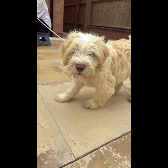 Tibetan Terrier - Bitches