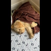 Tibetan Terrier - Bitches
