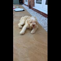 Tibetan Terrier - Bitches