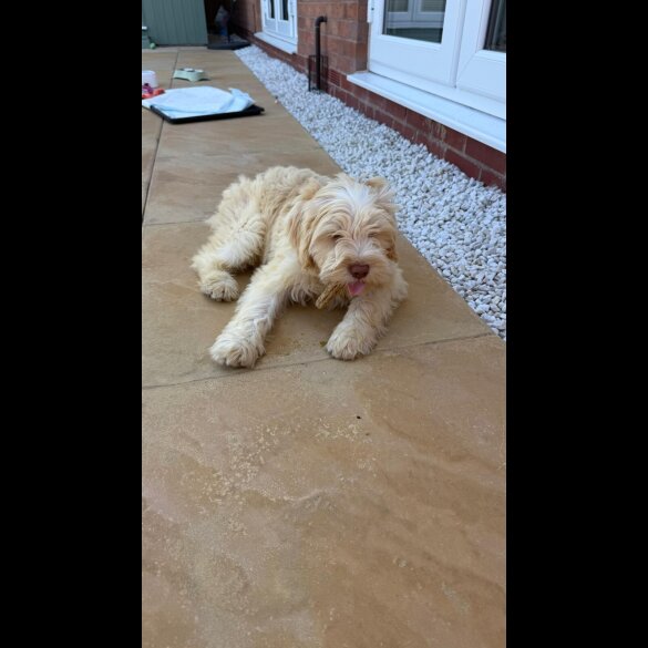 Tibetan Terrier - Bitches