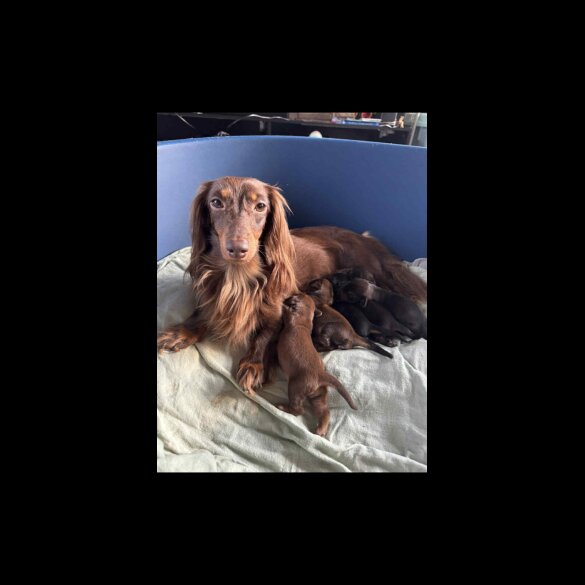 Dachshund (Standard &amp; Miniature) - Both