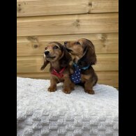 Dachshund (Standard &amp; Miniature) - Both