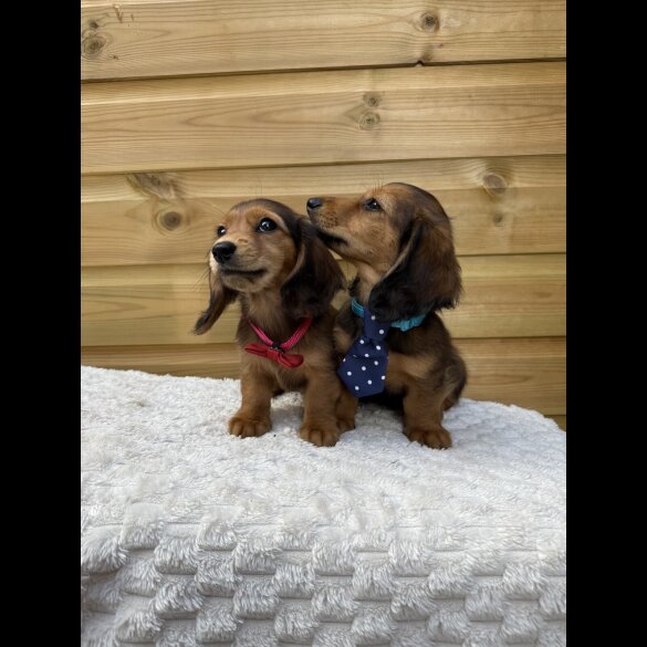 Dachshund (Standard &amp; Miniature) - Both