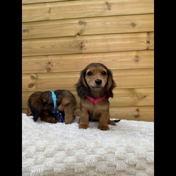 Dachshund (Standard &amp; Miniature) - Both