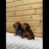 Dachshund (Standard &amp; Miniature) - Both
