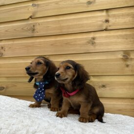 Dachshund (Standard &amp; Miniature) - Both