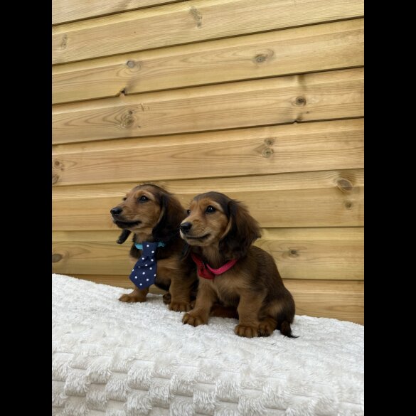 Dachshund (Standard &amp; Miniature) - Both