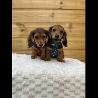 Dachshund (Standard &amp; Miniature) - Both