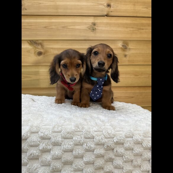 Dachshund (Standard &amp; Miniature) - Both