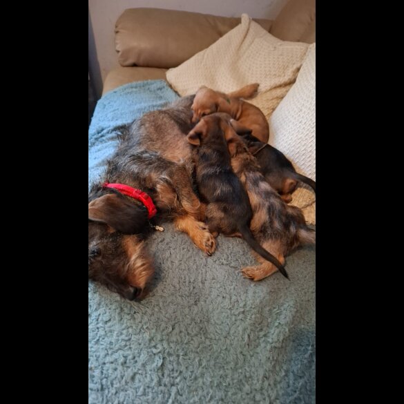 Dachshund (Standard &amp; Miniature) - Both