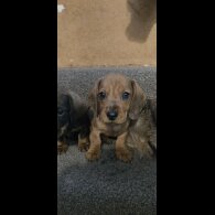 Dachshund (Standard &amp; Miniature) - Both