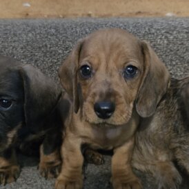 Dachshund (Standard &amp; Miniature) - Both