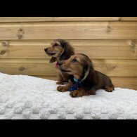 Dachshund (Standard &amp; Miniature) - Both