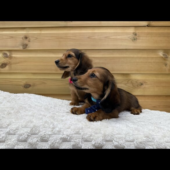 Dachshund (Standard &amp; Miniature) - Both