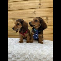 Dachshund (Standard &amp; Miniature) - Both