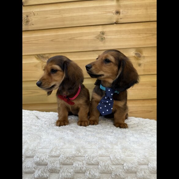 Dachshund (Standard &amp; Miniature) - Both