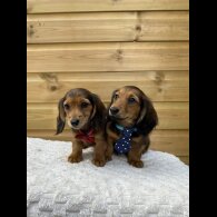 Dachshund (Standard &amp; Miniature) - Both
