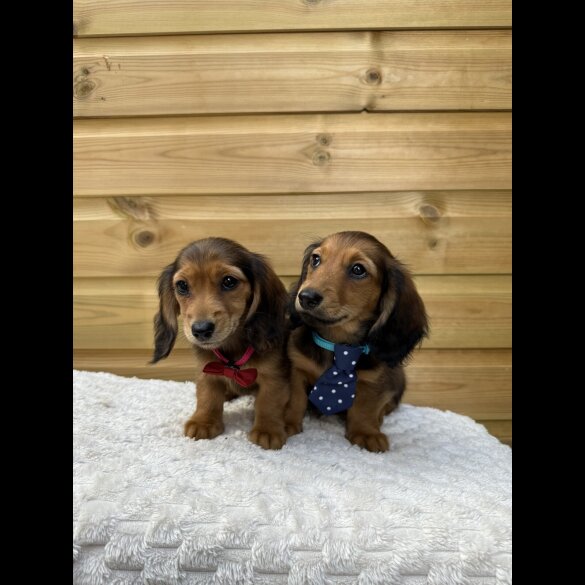 Dachshund (Standard &amp; Miniature) - Both