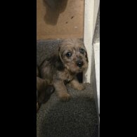 Dachshund (Standard &amp; Miniature) - Both